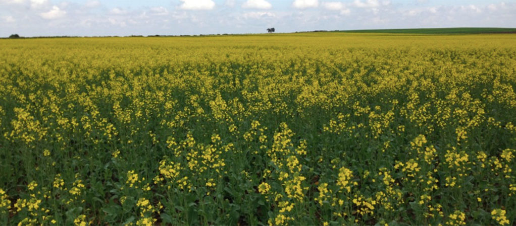 oilseed rape field